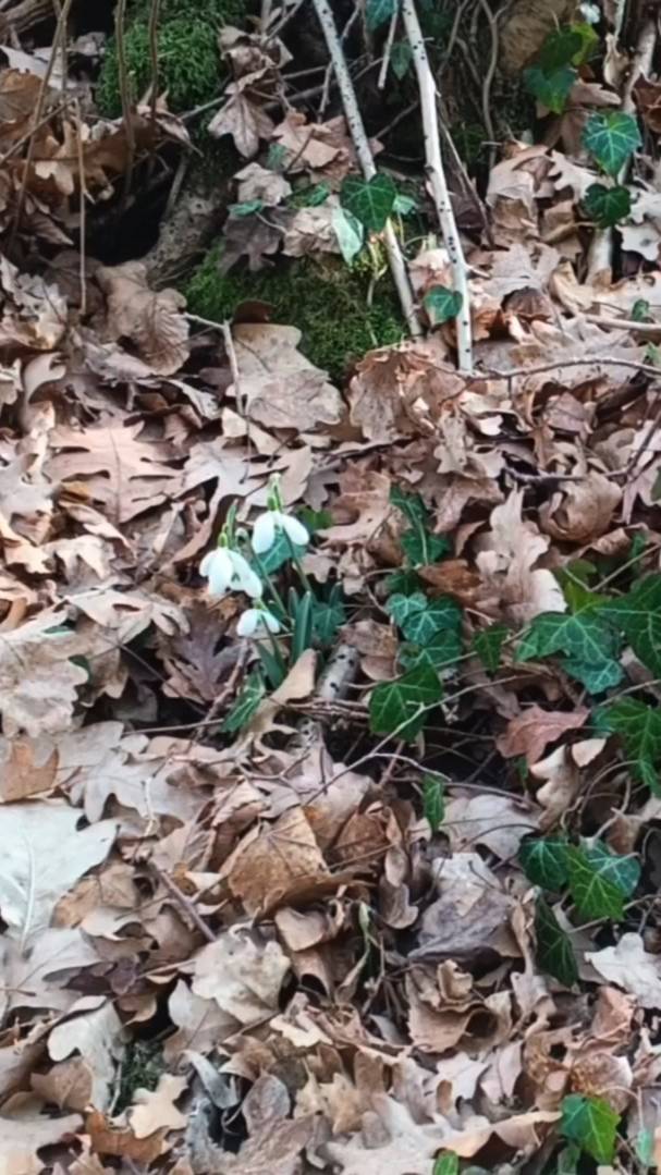 Плющи в Крыму в лесу смотреть онлайн