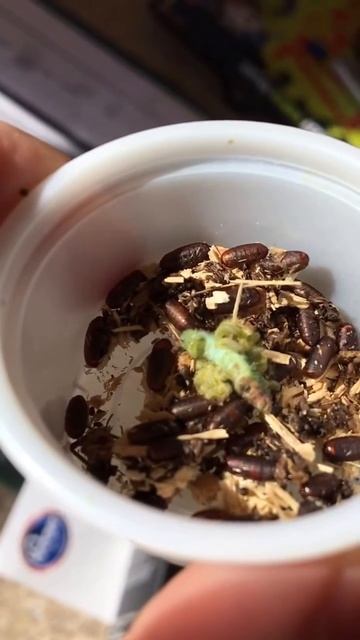 Parasitic larvae exiting cabbage worm смотреть онлайн