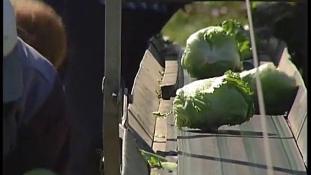 Уборка ранних овощей