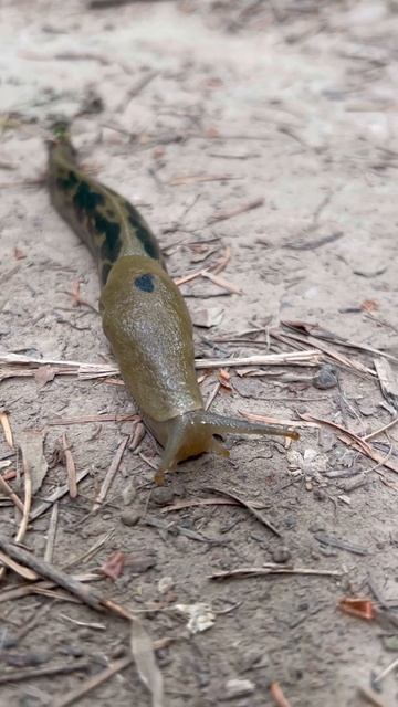 Pacific #BananaSlug On Our #hike At Jenkins Estate In #oregon