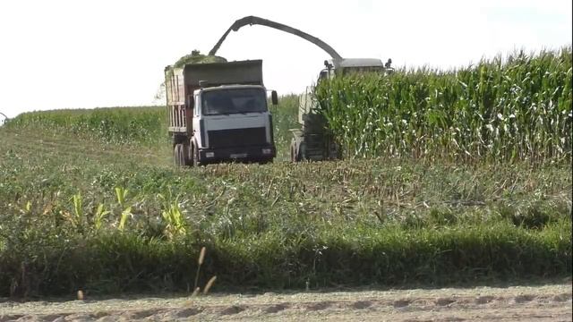 Беларус: уборка кукурузы на силос. два CLAAS Jaguar 870 и мАзы смотреть онлайн