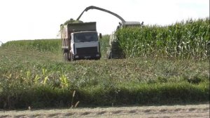 Беларус: уборка кукурузы на силос. два  CLAAS  Jaguar 870 и мАзы