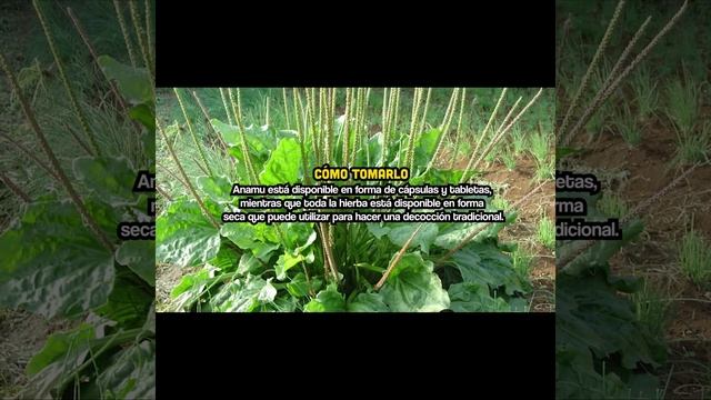 Anamú BENEFICIOS QUE TE VAS GUSTAR Part 6 #plantas #sabias #tips #jardin #nosabias #naturaleza