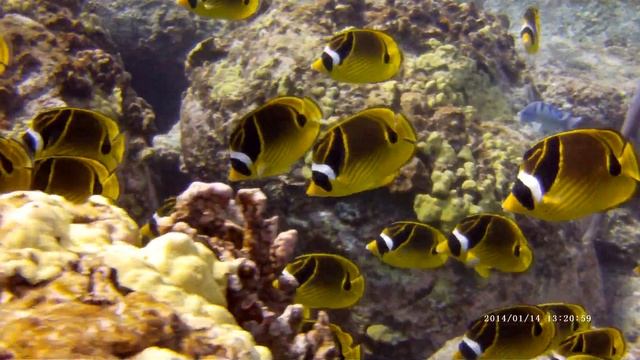 Racoon Butterflyfish school смотреть онлайн