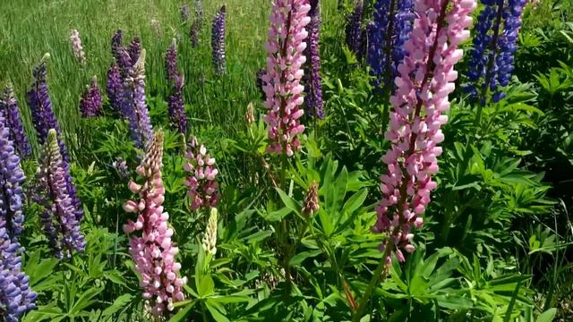 Люпины разноцветные смотреть онлайн