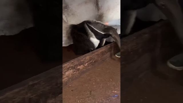 Meet Salvador our Giant Anteater • now available for symbolic adoption on our website! смотреть онлайн