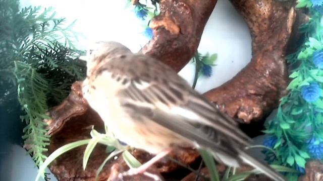 Конек лесной Anthus trivialis смотреть онлайн