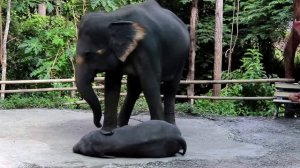 Мать-слониха защищает своего слоненка!