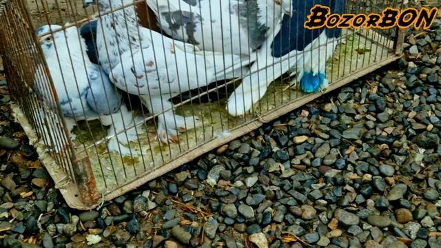 3-FEVRAL KABUTAR BOZOR NARXLARI | ANDIJON ASAKA|