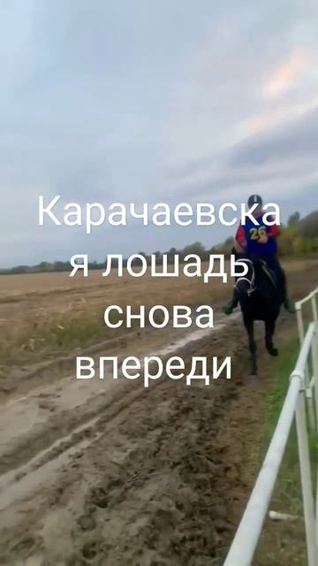 Карачаевская лошадь победила на кубке кабардинской лошади смотреть онлайн