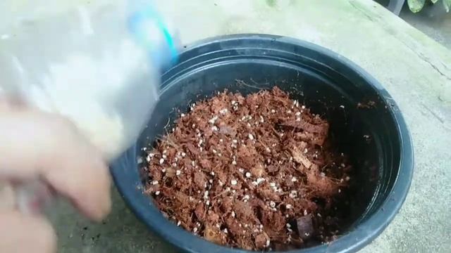 #Philodendron #caramel #marble #green #2022 смотреть онлайн