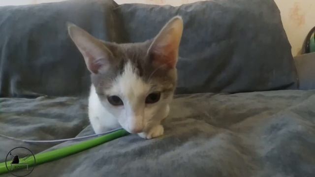 Котенок девочка в ожидании любящей семьи! смотреть онлайн