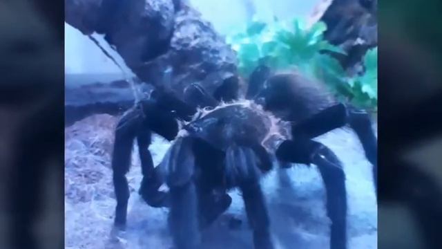 Brachypelma Vagans смотреть онлайн