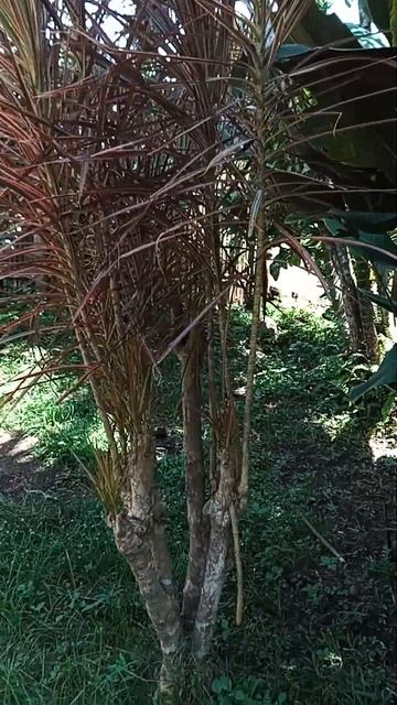 dracaena #shorts смотреть онлайн