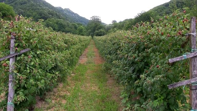 Domaćine kako radiš 19.07.2021. Maline, Arilje, Trešnjevica, Mirosaljci смотреть онлайн