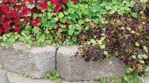 Цимбалярия постенная - растение для подпорных стенок.#многолетниецветы#цимбалярияпостенная#