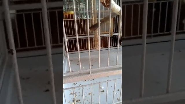 Уборка за любимыми питомцами..Как облегчить себе уход за домашними ''свинюшками'' 1 часть смотреть онлайн