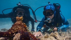 Секреты осьминога 1 серия «Превращения» (документальный сериал, 2024)