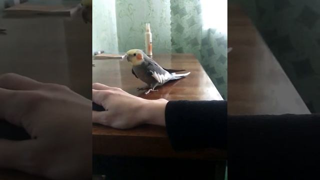 лабутены))))