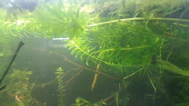 My Favourite Plant For Beginners: Elodea Densa (Anacharis). #aquarium #plantedtank #lowtech