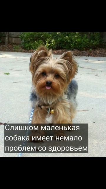 Стандарт собаки #собака #животные #питомцы #рекомендации #рек смотреть онлайн