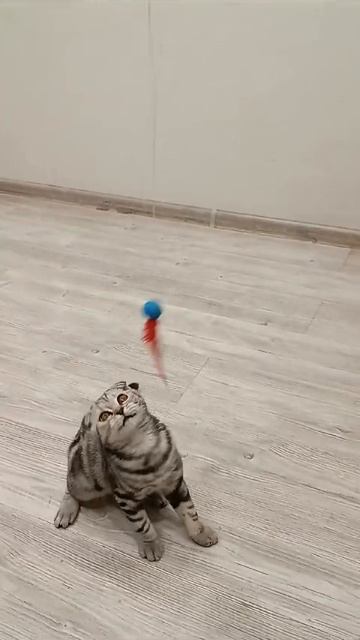 Новый обсосыш