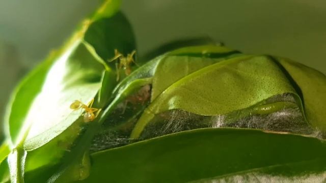 Oecophylla smaragdina weaving a nest смотреть онлайн
