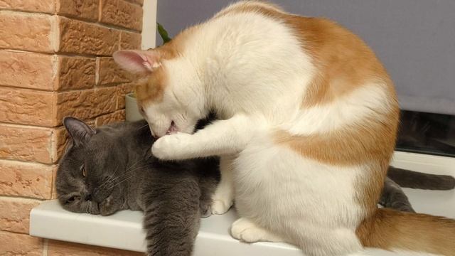 Пуша готовится ко сну