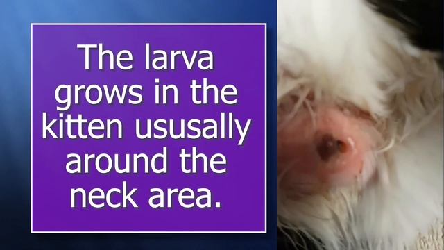 Kitten Cuterebra (larval Fly) Removal | Welland SPCA