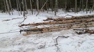 Работа лебёдки в лесу (мтз 82).