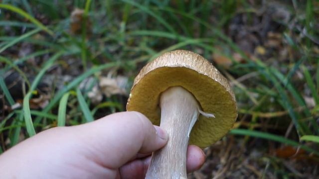 Белые грибы в конце сентября! #mushrooms #Gastronomy смотреть онлайн