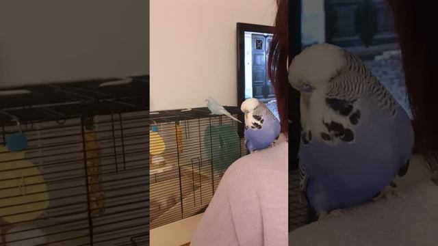 Умный попугайчик Блу катается на моем плече. Smart budgie Blue is on my shoulder смотреть онлайн