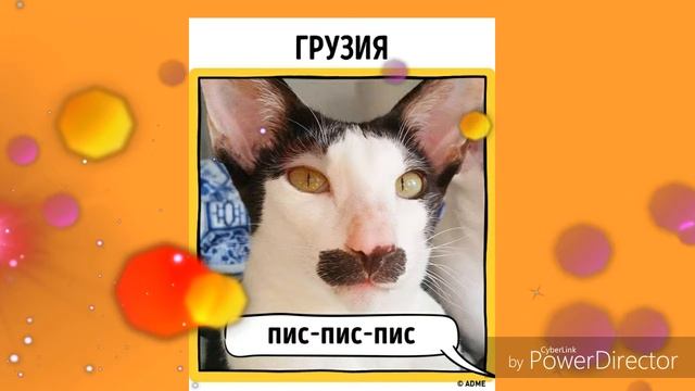 Как в разных странах подзывают кошек смотреть онлайн