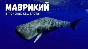 МАВРИКИЙ   ЛУЧШИЙ ОТДЫХ | Часть 2 | В ПОИСКАХ КИТОВ #mauritius #блогуральског