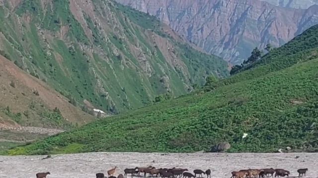 2023 г. яйловда кузи корин ковирдик смотреть онлайн