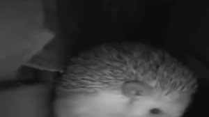 ёжик чихнул и пукнул и взорвался одновременно