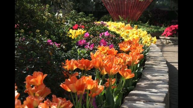 Tulip Close Up - Spring Flower Show: Golden Hour смотреть онлайн