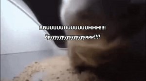 Chipi chipi chapa chapa  чипи чипи чапа чапа (esp, rus sub) перевод на русский, letra