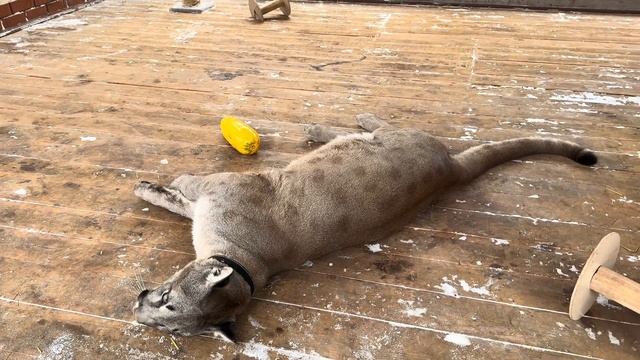 Малыш Брэйдж и его любимый кабачок)) смотреть онлайн