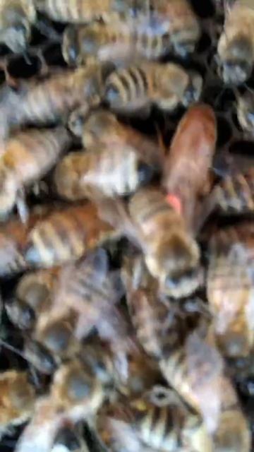 Матка от Анатолия Коняева с острова Амеланд. смотреть онлайн