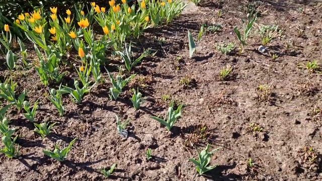 Kevään eka puutarhakierros 21.5.2024 смотреть онлайн