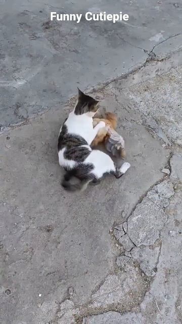 Забавный кот и курица | Самые смешные животные #28😍😻🙀 смотреть онлайн