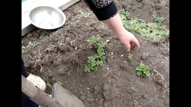 Эксперимент с посадкой картофеля. Марценюк Надежда смотреть онлайн