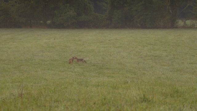 One Out Of Two - Coyote Hunting смотреть онлайн