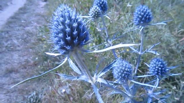 Ветер в августе смотреть онлайн