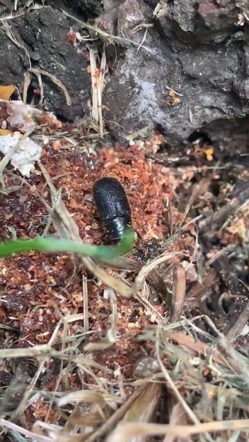Дендроктон или большой еловый Лубоед — Dendroctonus micans (Кug.) смотреть онлайн
