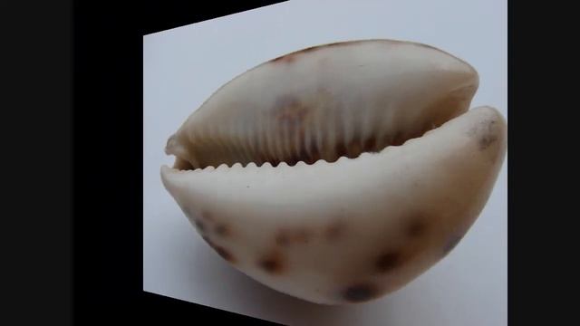 krása ulit Cypraeidae zavinutec.wmv смотреть онлайн