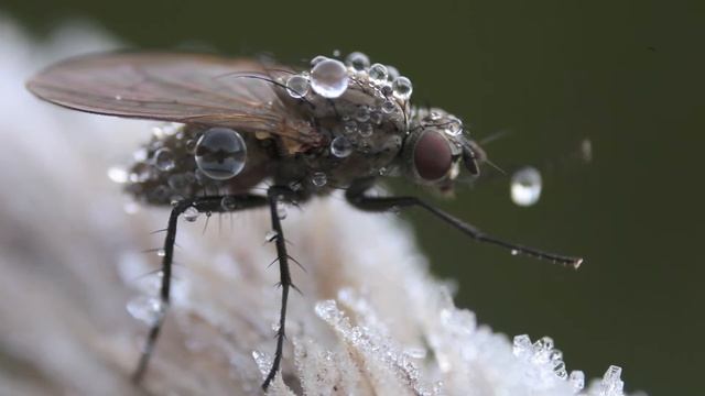 Dealing with Dew смотреть онлайн