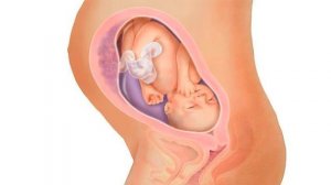 29 НЕДЕЛЯ БЕРЕМЕННОСТИ