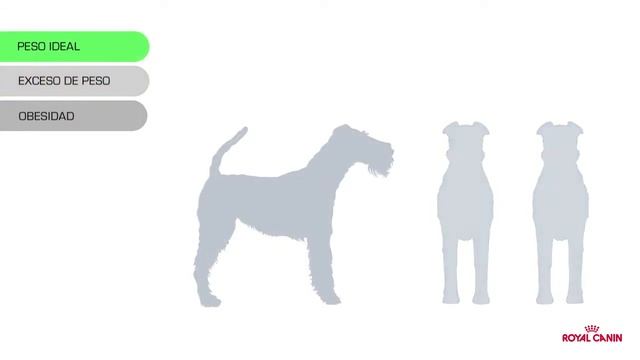 Satiety de Royal Canin смотреть онлайн